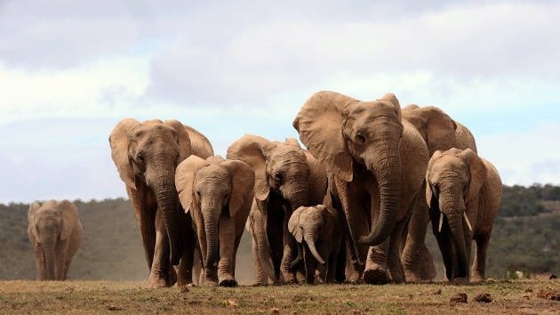 Los elefantes usan el mismo mecanismo que los humanos para comunicarse