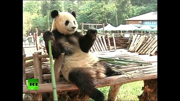 Instalan una televisión para una panda deprimida en un zoo de China