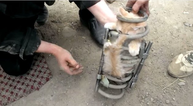Rescatan un gatito que quedó atrapado en la suspensión de un todoterreno