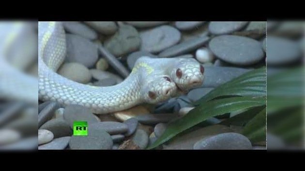 Una serpiente albina de dos cabezas llega a Moscú