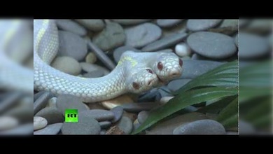 Una serpiente albina de dos cabezas llega a Moscú