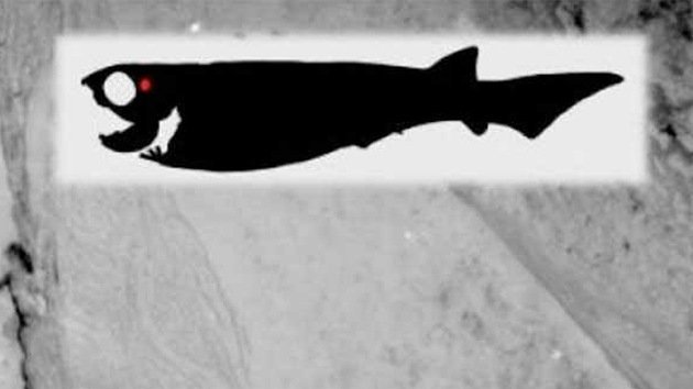 Hallado en Australia el fósil del pez más antiguo conocido
