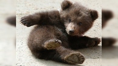 Una osa negra salva a su cahorro atrapado en una red