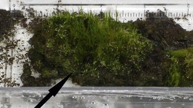 Científicos resucitan un musgo de 1.530 años de edad desenterrado de la Antártida