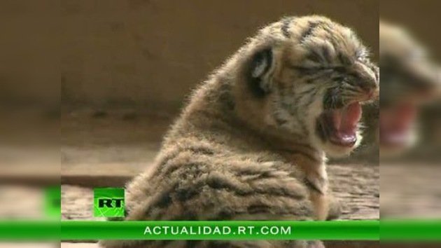 Una tigresa manchú da a luz cinco cachorros en un zoológico de China
