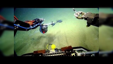 ‘Una mopa en el fondo del mar’: conozca la extraña criatura descubierta en las profundidades