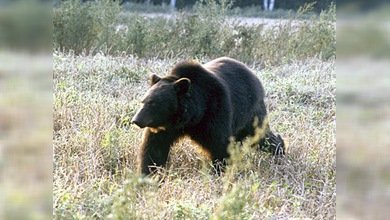 Un oso 'con hambre de lobo' detiene coches para mendigar comida