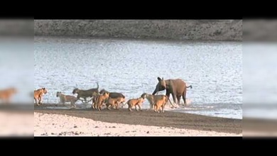 Cría de elefante sobrevive al ataque simultáneo de 14 leones