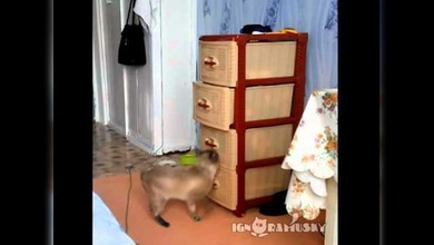 ¿La curiosidad mató al gato? En esta ocasión casi