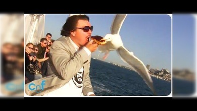 Compilado de animales con un hambre voraz