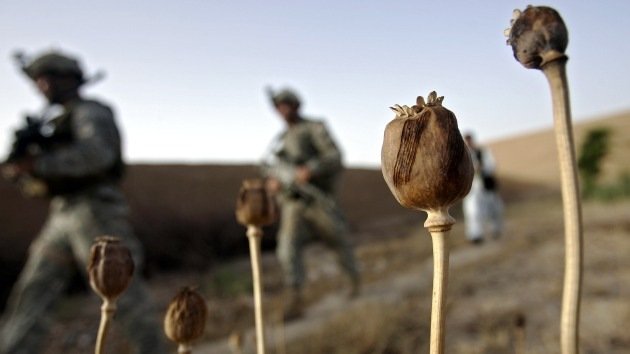 La producción de opio en Afganistán seguirá prosperando
