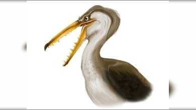 Un ave prehistórica chilena bate el récord de envergadura 