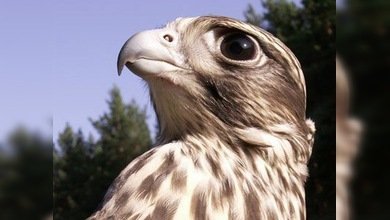 Devolver a las aves la libertad de volar