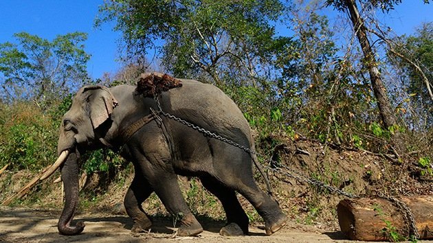 Impactante video: Cruel maltrato de elefantes que sirven de atracción turística