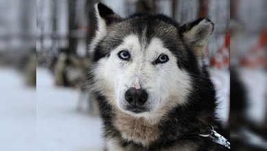 Canadá, conmovida por la matanza de 100 perros