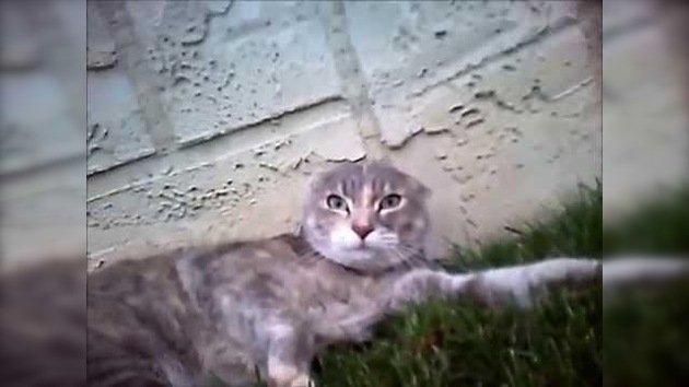 Lucha felina: pelea de dos gatos en primera persona