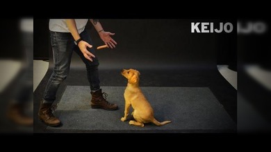 ¿Cómo reaccionan los perros al ver un truco de magia?