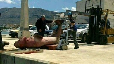 'Pescan' en España un tiburón de una tonelada que causa importantes pérdidas
