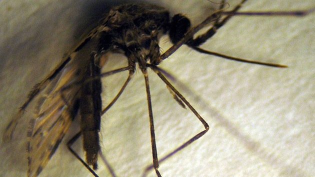 Un nuevo mosquito amenaza con multiplicar la malaria