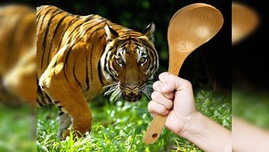 Un tigre no resistió el ataque de una mujer malaya enfurecida
