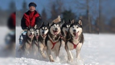 Un deporte extremo protagonizado por perros
