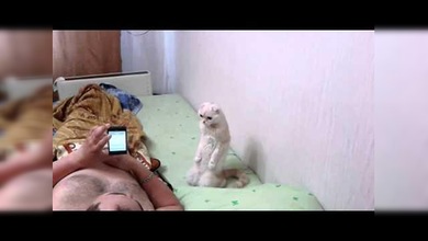 Una gata se pone de rodillas cuando escucha el himno nacional de Rusia