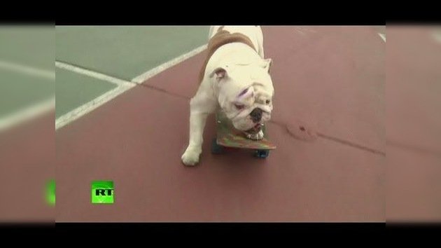 Escuela de skateboarding para perros
