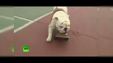 Escuela de skateboarding para perros