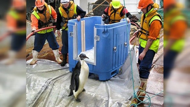 El pingüino que nadó hasta Nueva Zelanda regresa al 'calor' de su hogar... en la Antártida