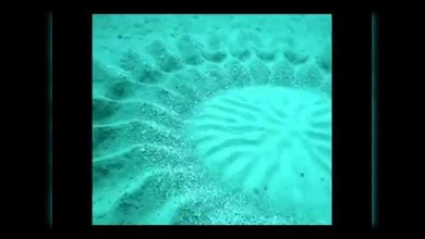 Enigma resuelto: hallan a los autores de los laboriosos círculos submarinos