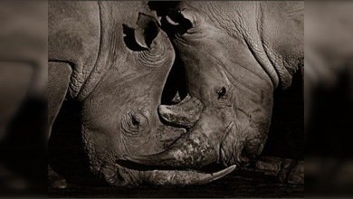 El corazón de África, en la Galería Fotográfica Lumiere de Moscú