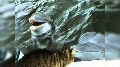 Un gato y un delfín: una amistad sin precedentes