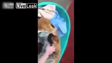 La felicidad del zorro rescatado