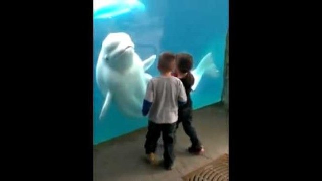 “¡Niños no me toquen el tanque!”: Beluga juguetona deja pálidos a dos niños