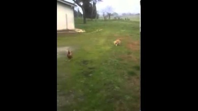 Un gato quiere atacar a una gallina 'ninja'