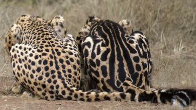 ¿Gato manchado o atigrado?: Identifican al gen que lo define