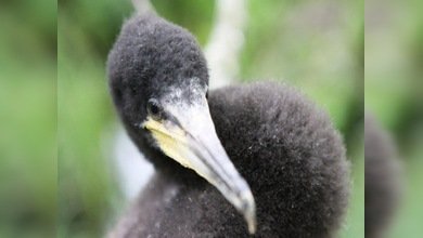 Una de las regiones rusas se está enfrentando a una invasión de cormoranes