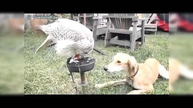 Un halcón alimenta a un perro
