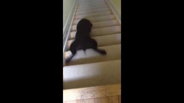 Un cachorro baja las escaleras haciendo surf