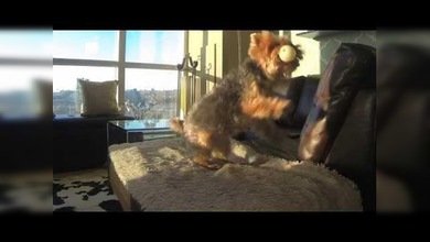 Kiwi, el perrito que peor atrapa la pelota