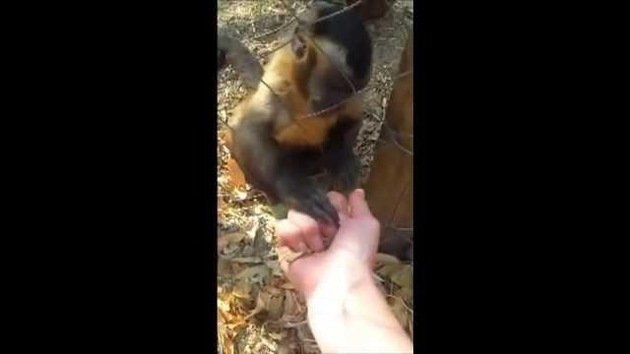 Pura ternura: Un pequeño mono enseña a un humano cómo aplastar hojas secas