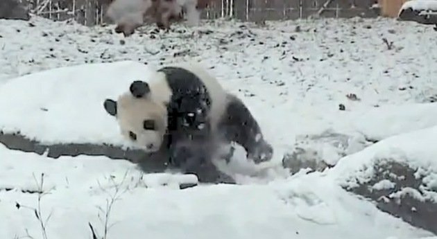 Un oso panda que juega en la nieve, nueva estrella en YouTube