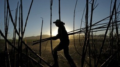 El misterio sobre la fatal enfermedad renal de los cañeros de azúcar echa raíces en América