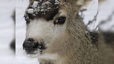 Salvada cría de corzo desde témpano de hielo en Polonia