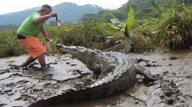 No se juega con la comida: un hombre alimenta a un gran cocodrilo