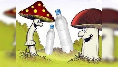 Descubren un hongo en la Amazonía que 'devora' plástico