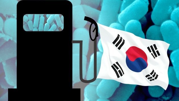 Científicos surcoreanos logran producir gasolina con bacterias intestinales