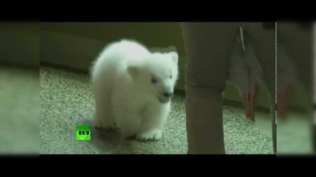 Una adorable osita polar se asoma al público por primera vez