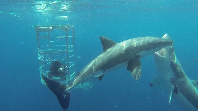 Un tiburón blanco le hinca el diente a otro