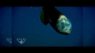 Pez con cabeza transparente